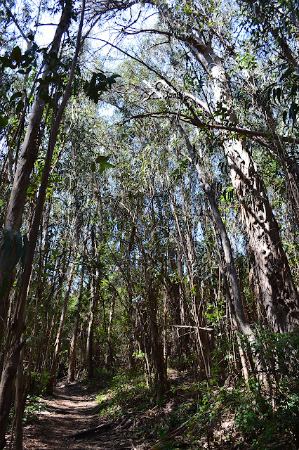 eucalyptus trees along McMenemy Trail