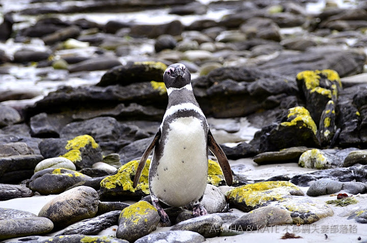 【南極遊輪探索旅遊】麥哲倫企鵝 Magellanic Penguin@福克蘭群島