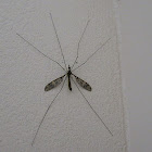 Crane Fly