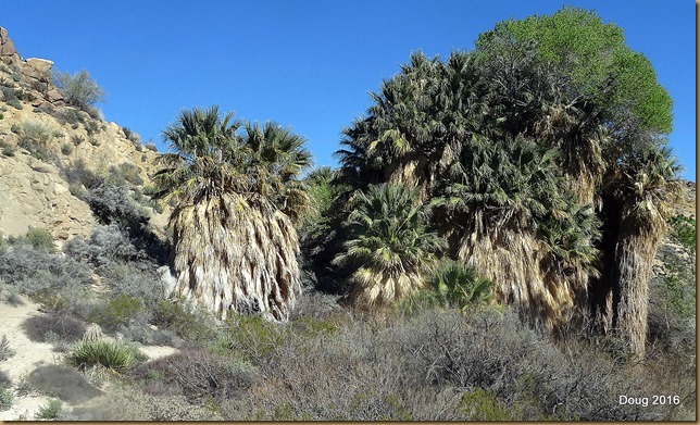 Cottonwood Spring