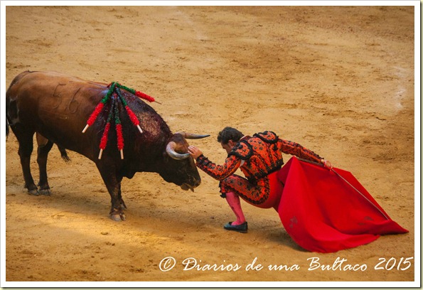 Toros1-9753