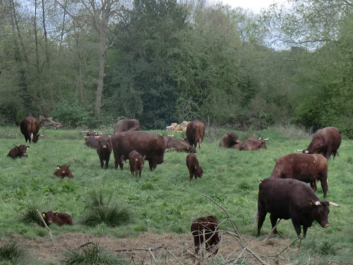 CIMG9826 Sussex cattle, Tablehurst Farm