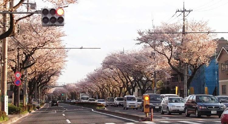 旅日記 157 桜坂の桜 エーチャンのエコ旅日記