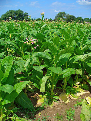 파일:external/upload.wikimedia.org/300px-Nicotiana_tabacum_001.jpg