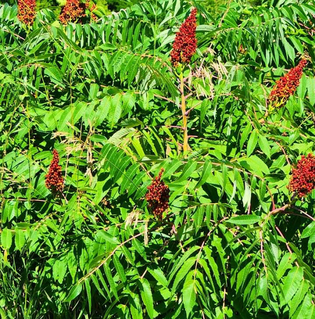 Smooth sumac. Location Missouri, United States Of America