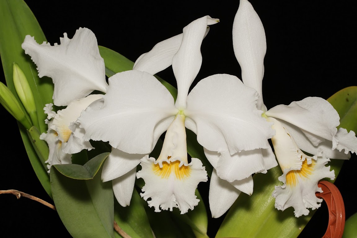 Cattleya gaskelliana f. alba IMG_0315_v1