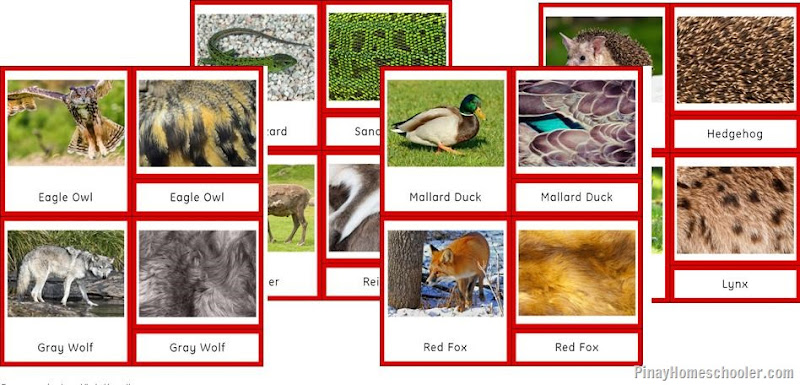 Europe Continent Animal Skin Patterns