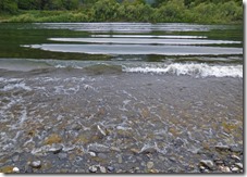 Waves from Jerry's Rogue Jet Boat, Rogue River, Huntley Bar, Huntley Park near Gold River