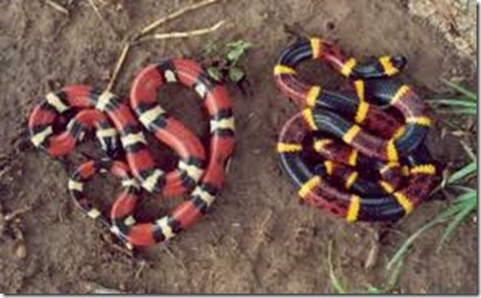 whole-dude-whole-colors-coral-snakes-600x360