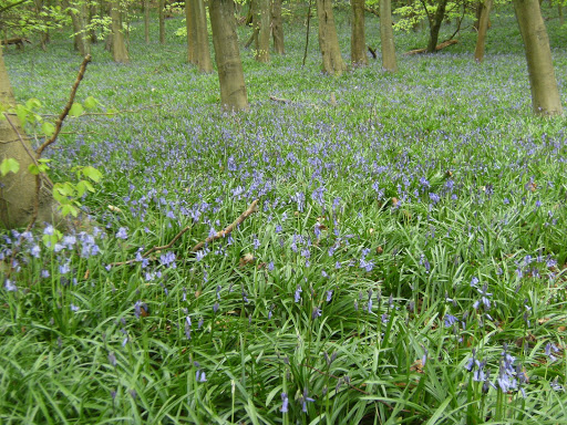 1005010004 Bluebell wood along the Darent valley