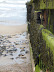 Seaweed on Groynes