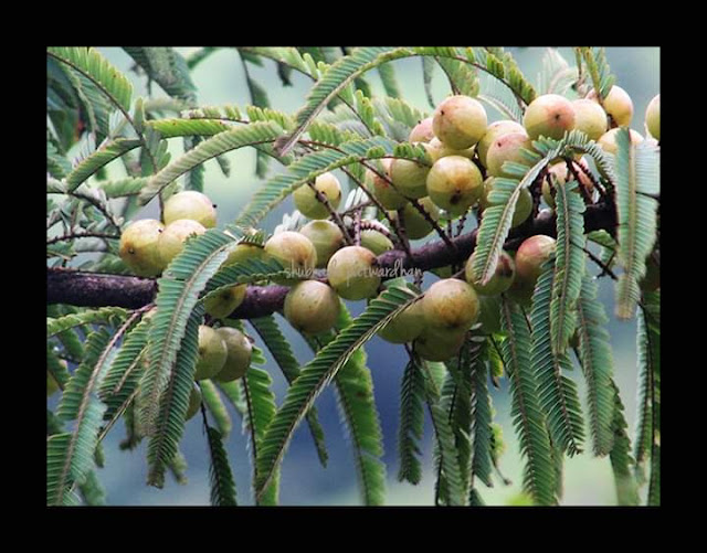 Phyllanthus emblica,आवळा, Pune Maharashtra India