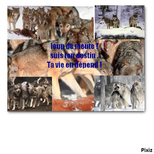 loup de meute