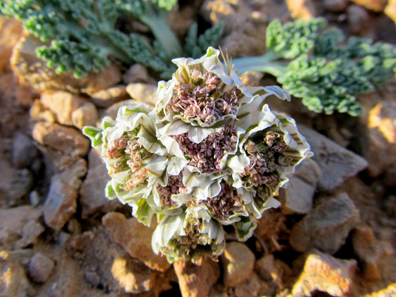 Wildflower that was tricked into blooming early: Spring Parsley (Cymopterus purpurascens)