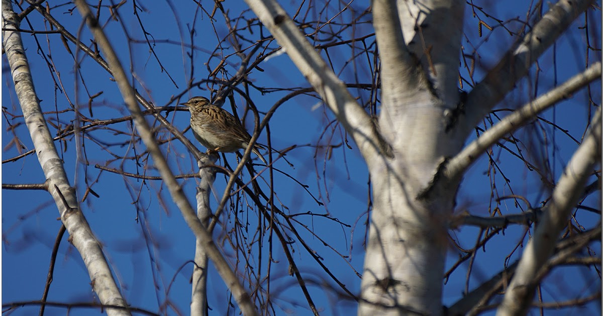 Песня лесной жаворонок. Лесной Жаворонок Юла. Spizelloides Arborea.