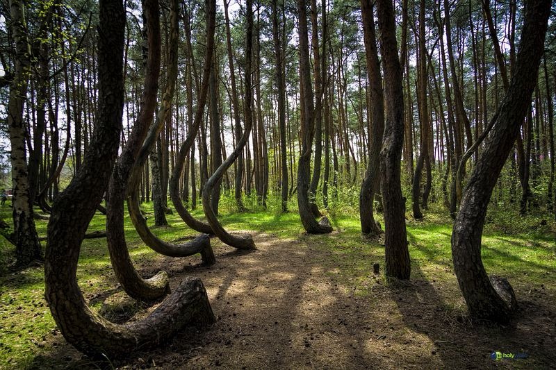 crooked-forest-poland-3