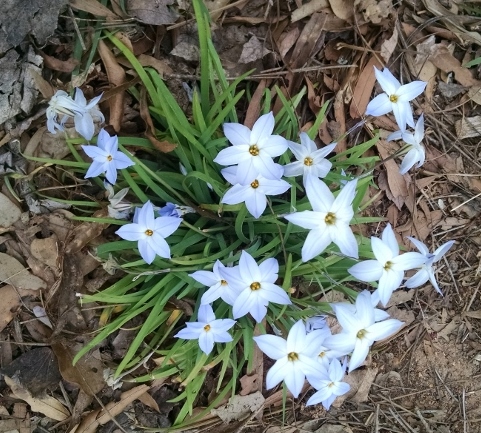 Star-of-Bethelem flower