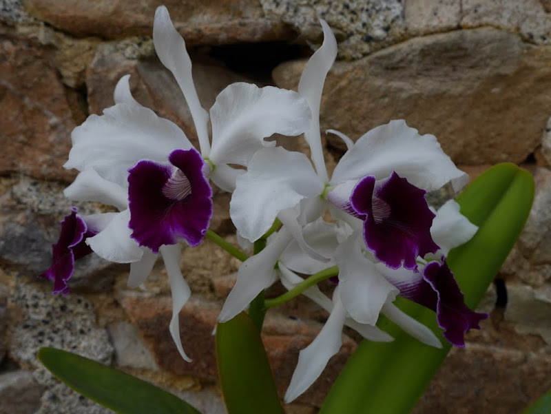 Cattleya (Laelia) purpurata P1030991