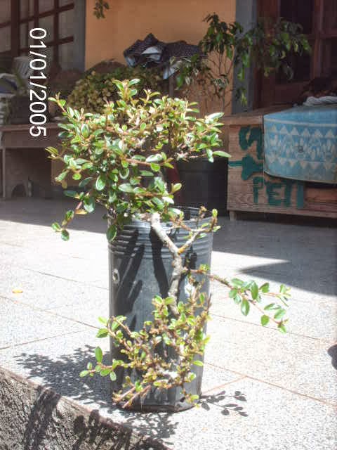 Pré de Cotoneaster Horizontalis... PICT2530