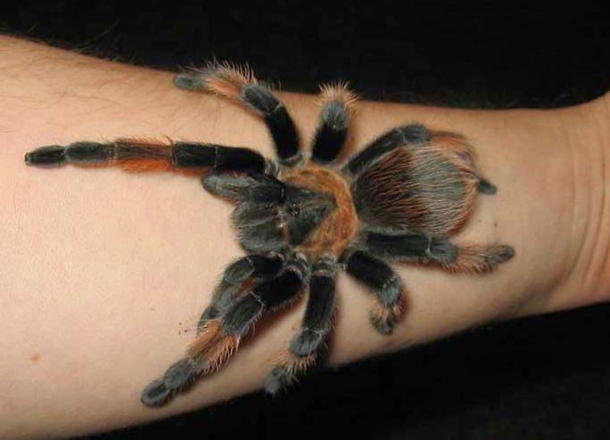 Spider Tattoos