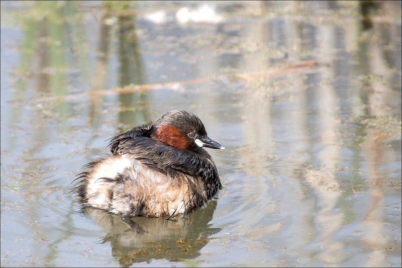 Little Grebe