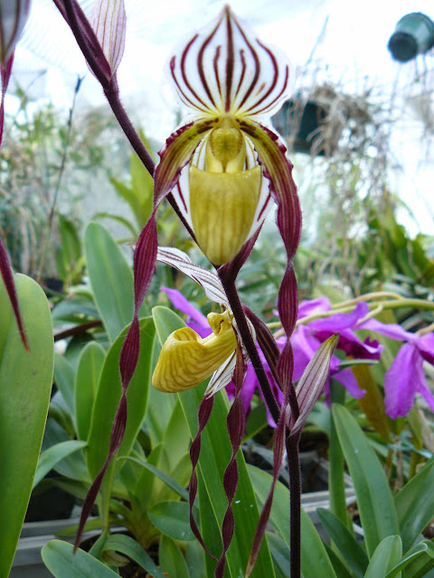 Paphiopedilum philippinense - Page 2 P1050274