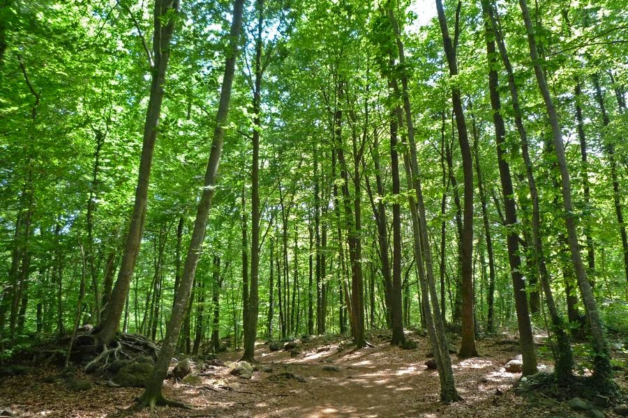 Hayedo de Jordá, España