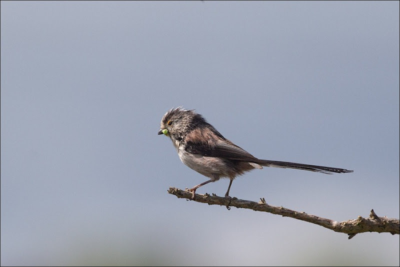 Long Tailed Tit