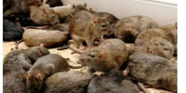 Rats eat 200kg of cannabis seized by police from drug dealers 