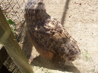 2008.07.01-005 hibou grand duc