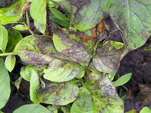 Phytophthora infestans. Fuente: Wikimedia Commons