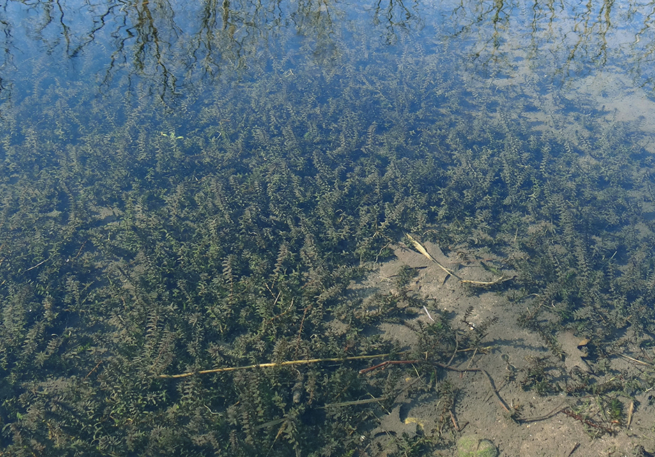 Элодея канадская (Elodea canadensis)