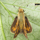 Fiery Skipper Female