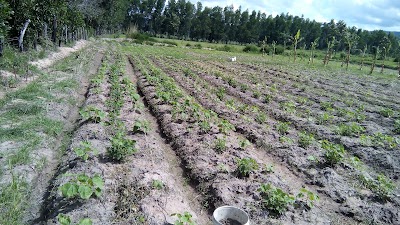 Photos of Trapang Anderk Market