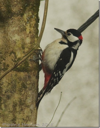 Great-Spotted-Woodpecker-1