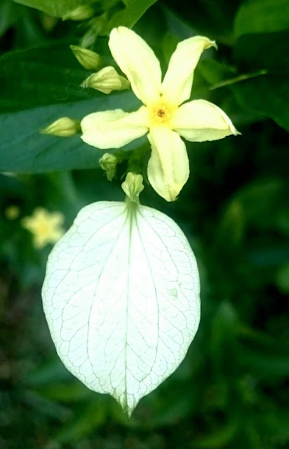 Pseudomussaenda flava  from  Chandigarh Punjab India