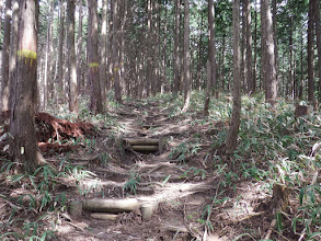 暫くは緩やかな登り