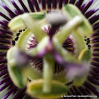 Blaue Passionsblume (Passiflora caerulea)