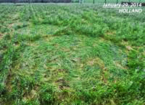 The First Crop Circle Of 2014 Has Been Discovered In Holland