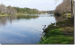 Birds by the river