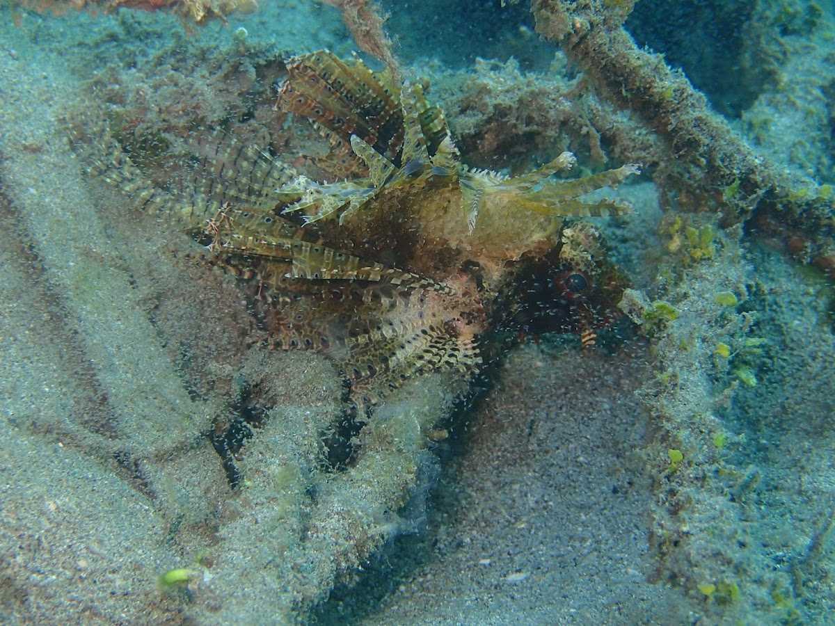 Zebra Lionfish