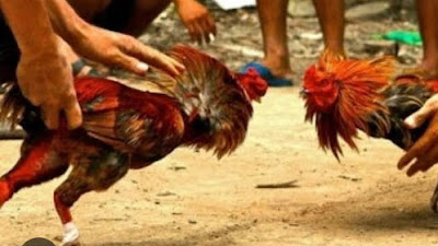 Maraknya Judi Sabung Ayam Ngempit Kepanjen, Polres Malang Tutup Mata