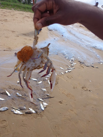 Crab