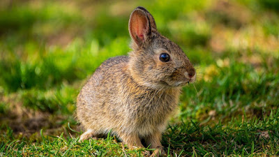 Extremely faster rabbits had to concede defeat due to his procrastination