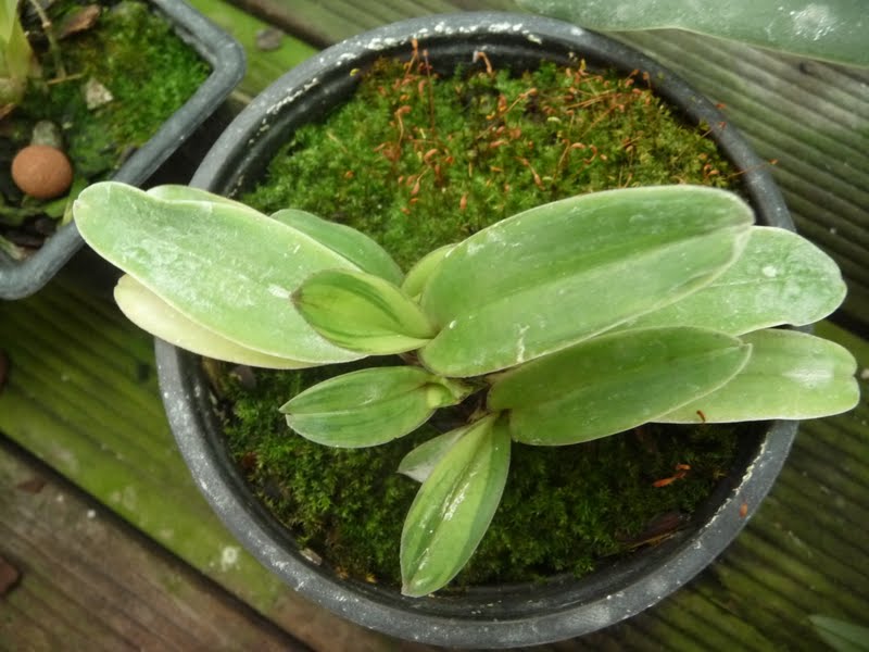 Paphiopedilum charlesworthii 'N1' P1170265