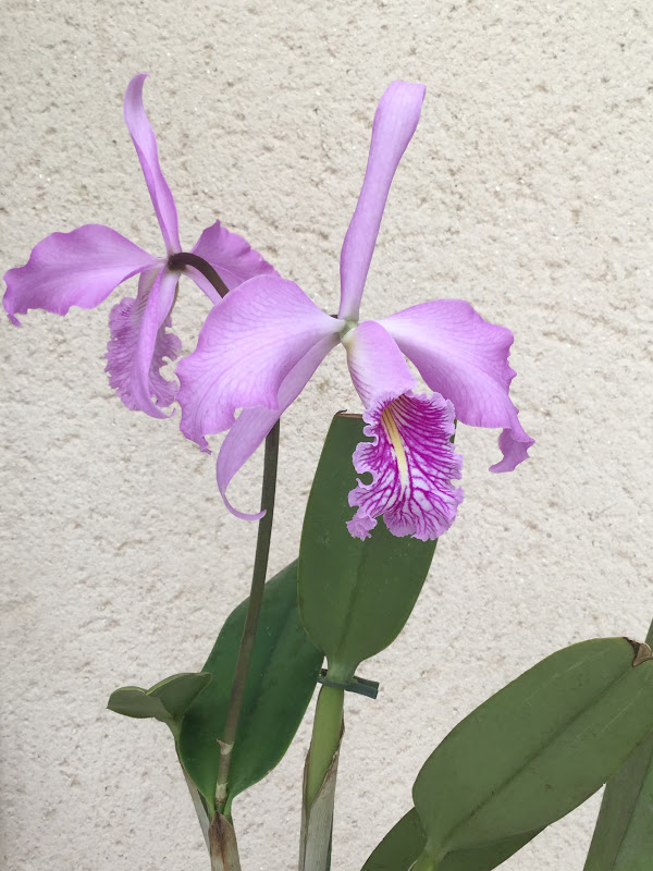 Cattleya maxima Image