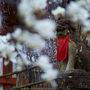 氷室神社,桜(K32_6329)108 mm,F2.8,1-250 秒,iso100_2016yaotomi.jpg