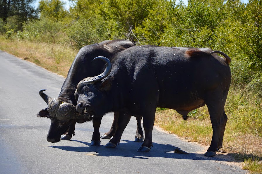 DIAS 6,7 y 8: KRUGER NATIONAL PARK - 16 DIAS EN SUDAFRICA POR LOSFRATI (23)