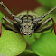 Longhorn Beetle