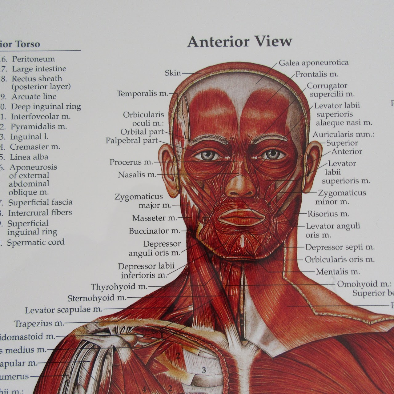 Large Anatomical Chart Company, the Muscular System Poster